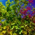 Grapevines isolated on transparent background - Generative AI