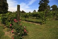 Grapevines in North Carolina in the Yadkin Valley Area Royalty Free Stock Photo