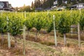 Grapevines in the Okanagan Valley