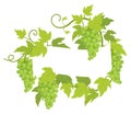 Grapevines plant frame label. Border grape bunches frame decor. Copy space for text name or logo. Grapes green leaves. Vector flat