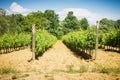 Grapevines in spring Royalty Free Stock Photo