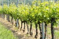 Grapevines in springtime, Hungary Royalty Free Stock Photo