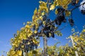 Grapevines in vineyard Royalty Free Stock Photo