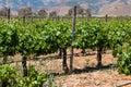Grapevines at a Vineyard in the City of Ensenada, Mexico Royalty Free Stock Photo