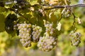 grapevines in vineyard, Czech Republic Royalty Free Stock Photo