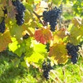 grapevines in vineyard (frankovka), Czech Republic Royalty Free Stock Photo