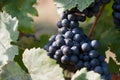 Grapevines in vineyard, frankovka. Royalty Free Stock Photo