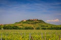 Grapevines in a vineyard in a village on Alsatian Wine Route, Riquewihr, France Royalty Free Stock Photo