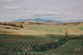 Grapevines winery hills Tuscany Italy Royalty Free Stock Photo