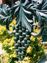 Grapewine detail of cast iron gates