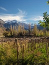 Grapeyard , Vineyard. Elqui Valley, Andes part of Atacama Desert in the Coquimbo region, Chile Royalty Free Stock Photo