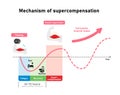 Graph illustration of efficient muscle growth supercompensation mechanism