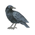 Graphic black crow isolated on white background. Royalty Free Stock Photo