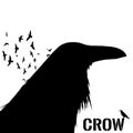 Graphic black and white crow isolated on white background. Old and wise bird. Raven Halloween character.