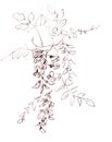 Graphic black and white drawing bunch of blooming white acacia