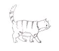 Graphic black and white drawing of a thick striped cat goes with a raised tail