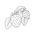Graphic black and white illustration with strawberries, isolated element on a white background.