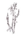 Graphic black and white pattern, botanical sketch Melilotus officinalis, known as yellow sweet clover, yellow melilot, ribbed