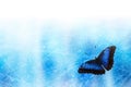 Graphic blue white background with blue butterfly Royalty Free Stock Photo