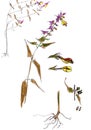 Graphic botanical drawing flower Ivan da Marya, summer flower