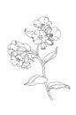 Botanical drawing of pulmonaria obscura flower liner