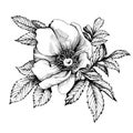 Graphic the branch flower dog rose names: Japanese rose, Rosa rugosa. Royalty Free Stock Photo