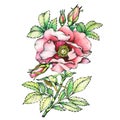 Graphic the branch flowering dog rose names: Japanese rose, Rosa rugosa. Royalty Free Stock Photo