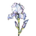 Graphic the branch flowering light blue Iris with bud. Black and white outline illustration with watercolor hand drawn painting. Royalty Free Stock Photo