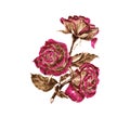 Graphic branch flowers rose on white background. Illustration.