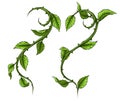 Graphic green rose branch with leaves and thorns