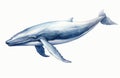 Shark life fin graphic dolphin predator humpback mammal whale background killer drawing splash tail