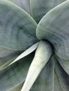 A Close Up Shot Of The Thick, Rubbery Leaves Of A Plant