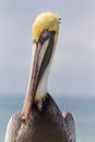 Graphic Close Up Portrait of Pelican in Florida Keys Royalty Free Stock Photo