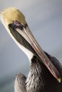 Graphic Close Up Portrait of Pelican in Florida Keys Royalty Free Stock Photo