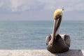 Graphic Close Up Portrait of Pelican in Florida Keys Royalty Free Stock Photo