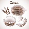 Graphic coconut collection