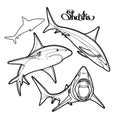 Graphic collection of vector sharks