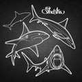 Graphic collection of vector sharks