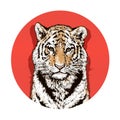 Graphic color drawing of a Bengal tiger. Wildlife. Big cat