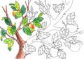 Graphic coloring picture with apple tree and apples on branches