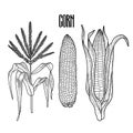 Graphic corn collection Royalty Free Stock Photo