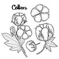 Graphic cotton plants