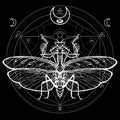 Graphic decorative image of the Mantis. Alchemical circle of transformations.