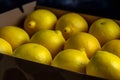 Lemons on a dark background. The lemons are arranged in a natural way, giving them an authentic look.