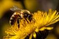 Bee on a beautiful yellow background of flowers.