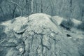 Blue Tinted rock boulder in the woods Royalty Free Stock Photo