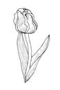 Graphic tulip flower with long leaves for design