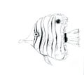 Graphic drawing of beautiful aquarium fish.
