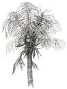 Graphic drawing of a coconut tree on a white background can be used as a print on a t-shirt or as a picture on the wall.