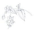 Graphic drawing of flowers and branches of fuchsia Royalty Free Stock Photo